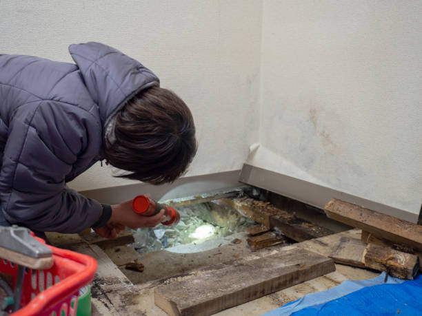 Best Mold Damage Restoration  in Paramus, NJ