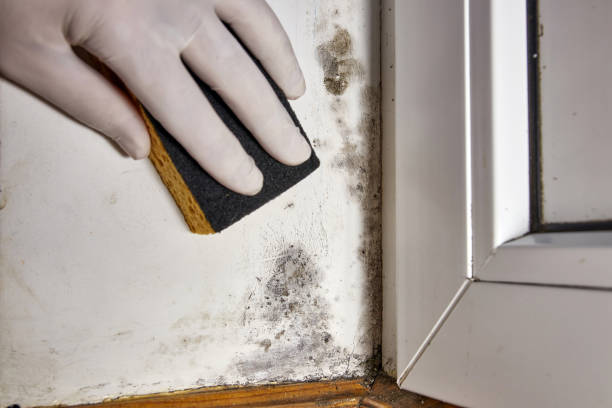 Best Mold Odor Removal Services  in Paramus, NJ